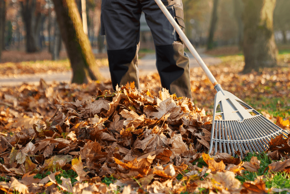 Leaf Removal in Massillon