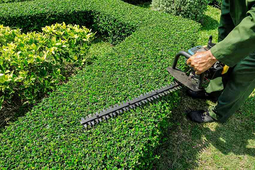 Shrub Trimming in Massillon
