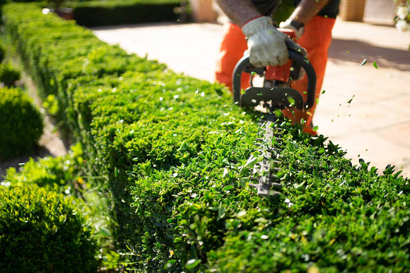 Shrub Trimming in Massillon