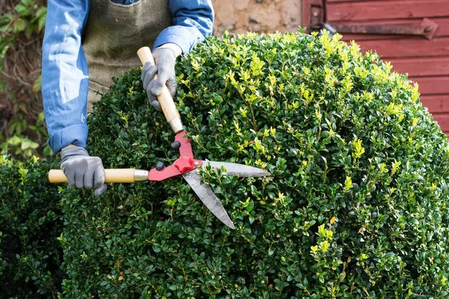 Shrub Trimming in Massillon